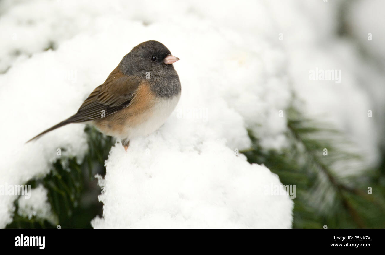 Oregon Black eyed Junco Junco Hyemalis Winter oder Douglas-Tanne Stockfoto