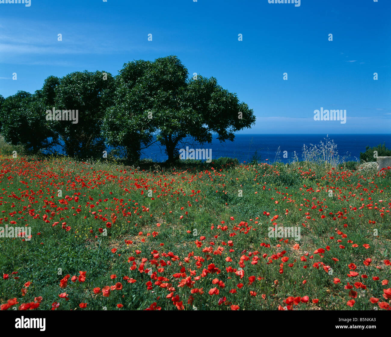 Blumenfeld mit Meer hinter Banyalbufar, Mallorca, Balearen, Spanien Stockfoto