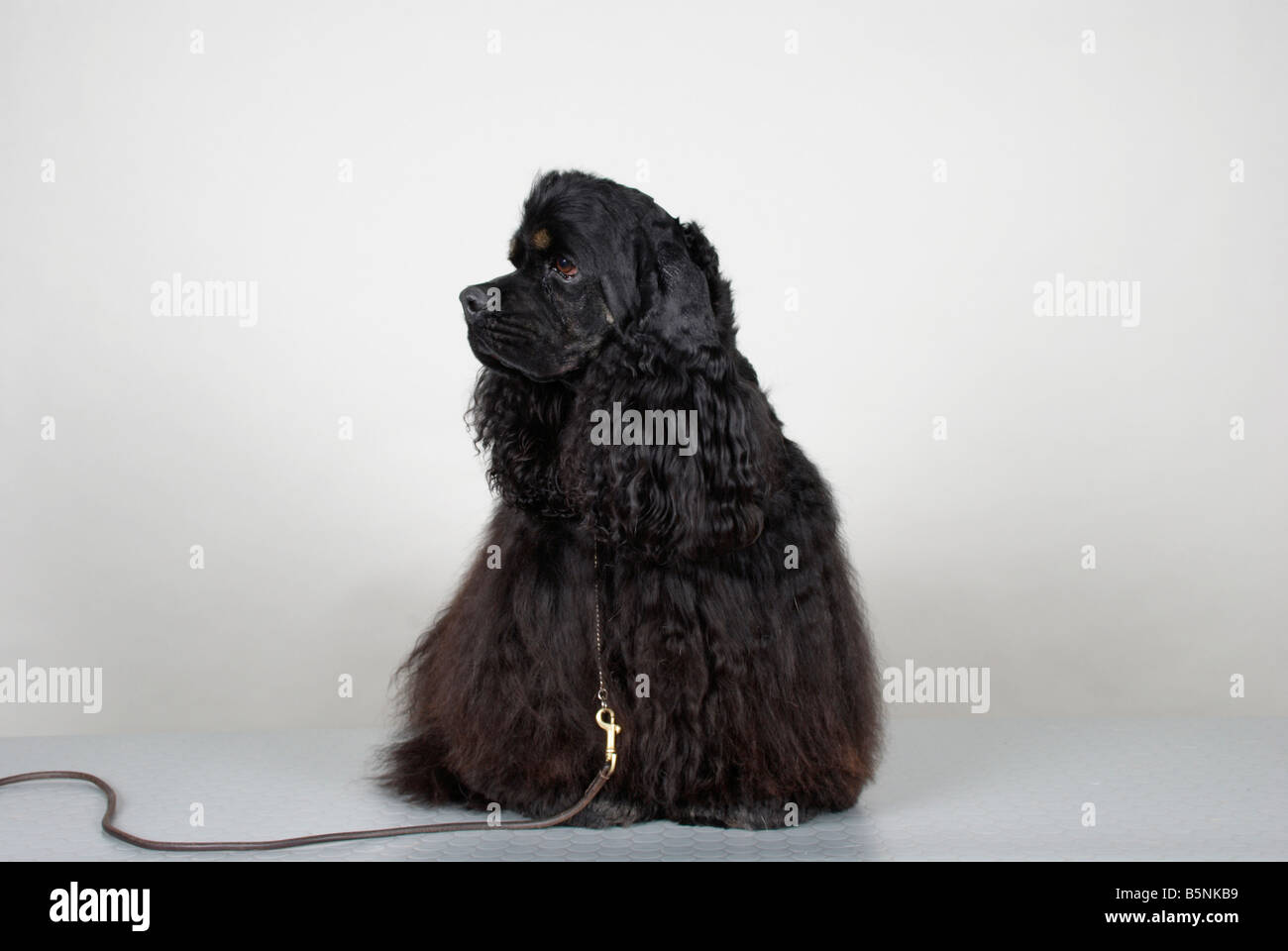 American Cocker Spaniel Stockfoto