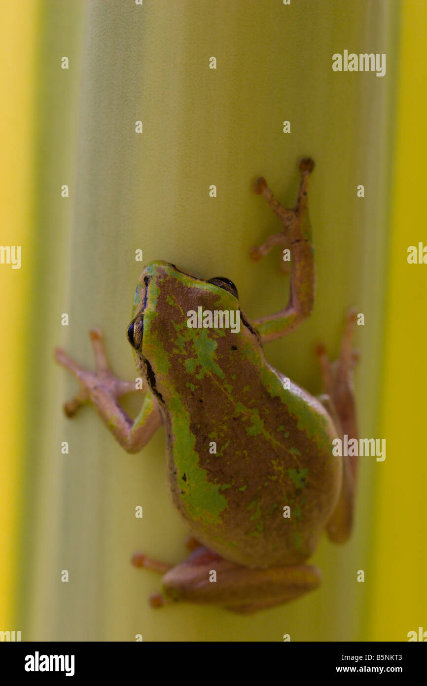 Frosch Amphibien Kröte Uganda Afrika Stockfoto