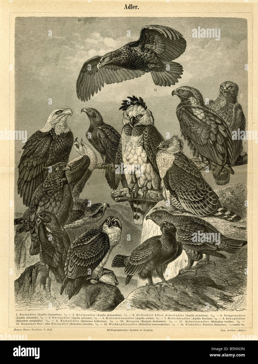 Ca. 1880 s deutsche Gravur der großen Greifvögel. Untertitel sind in Deutsch. Stockfoto