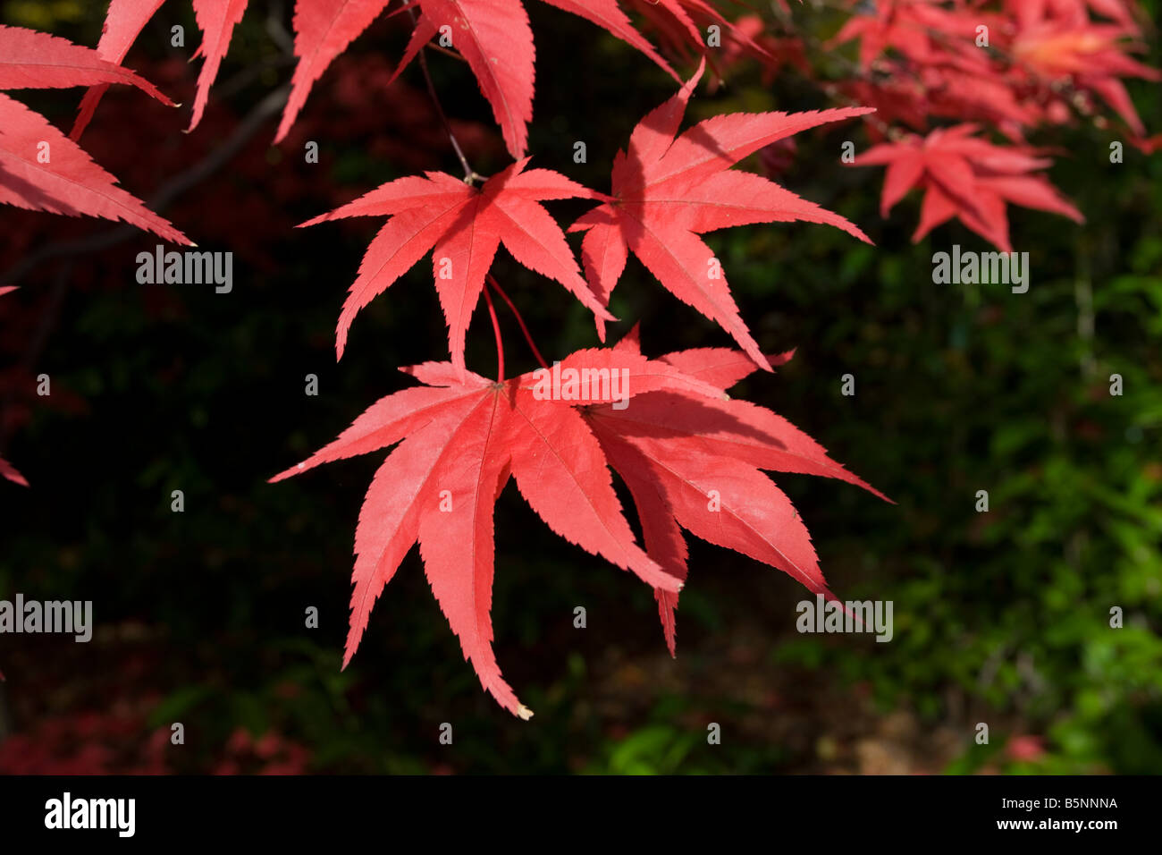 Closeup rot Acer verlässt Herbstfärbung Westonbirt Arboretum Tetbury UK Stockfoto