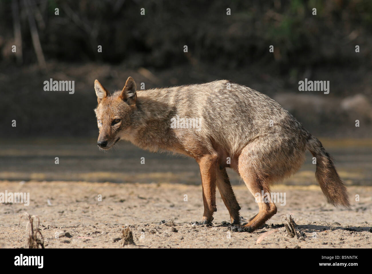 Goldene Schakal Canis Aureus, auch genannt die asiatische Oriental oder gemeinsame Schakal Israel Stockfoto