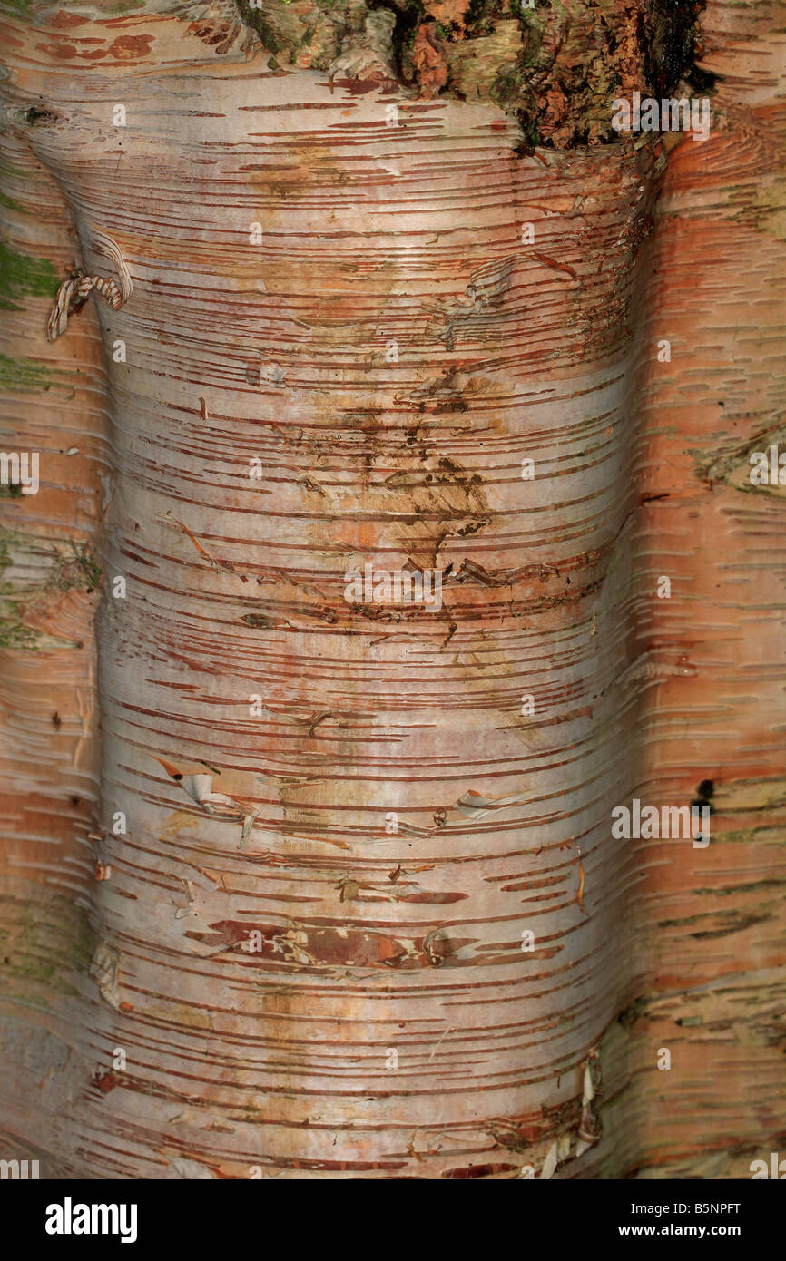 Birke Betula Ermanii enge auf der RINDE ON AUSGEWACHSENEN Baum Stockfoto