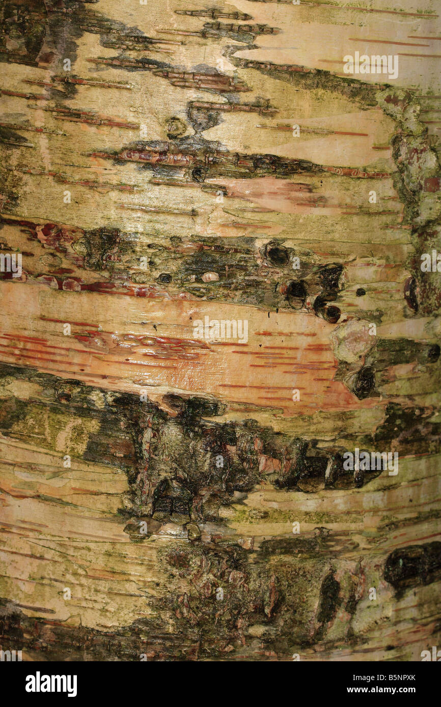 Gold-Birke Betula Ermanii enge auf der RINDE ON AUSGEWACHSENEN Baum Stockfoto