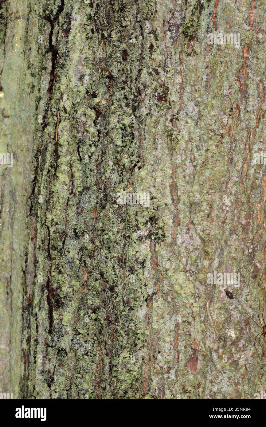 GEMEINSAMEN LIME Tilia also enge auf der RINDE ON AUSGEWACHSENEN Baum Stockfoto