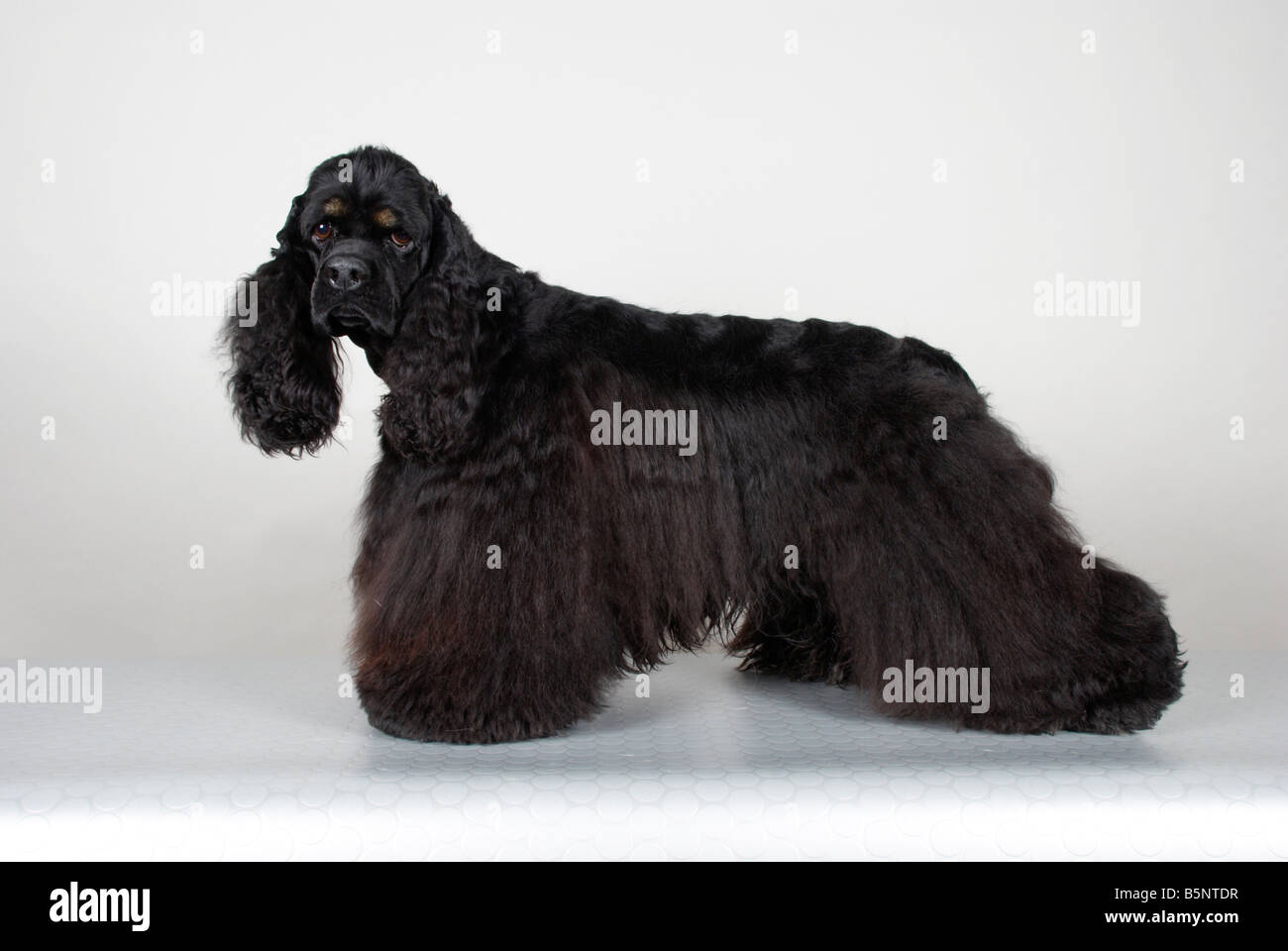 American Cocker Spaniel Stockfoto