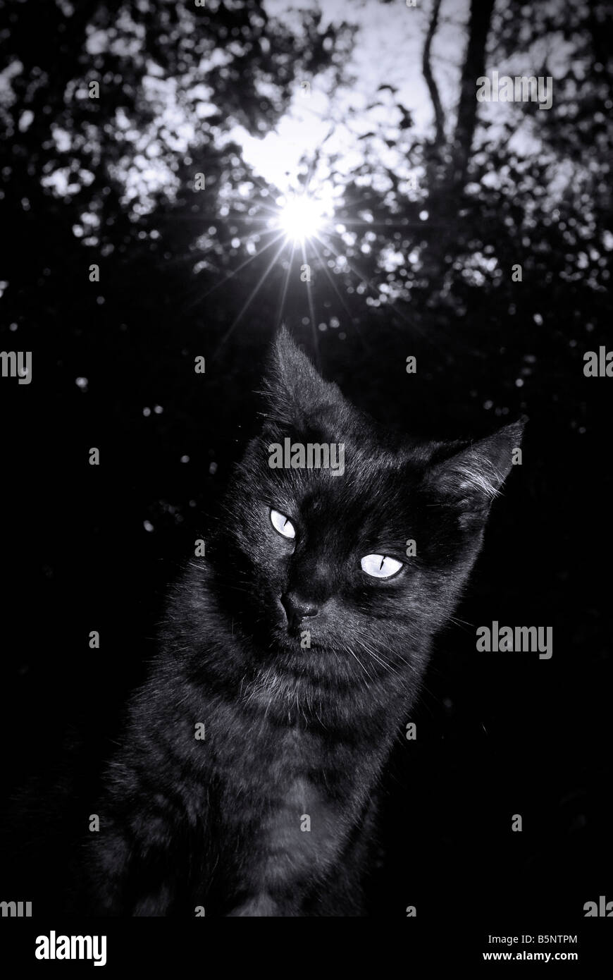 Schwarze Katze bei Sonnenuntergang Stockfoto
