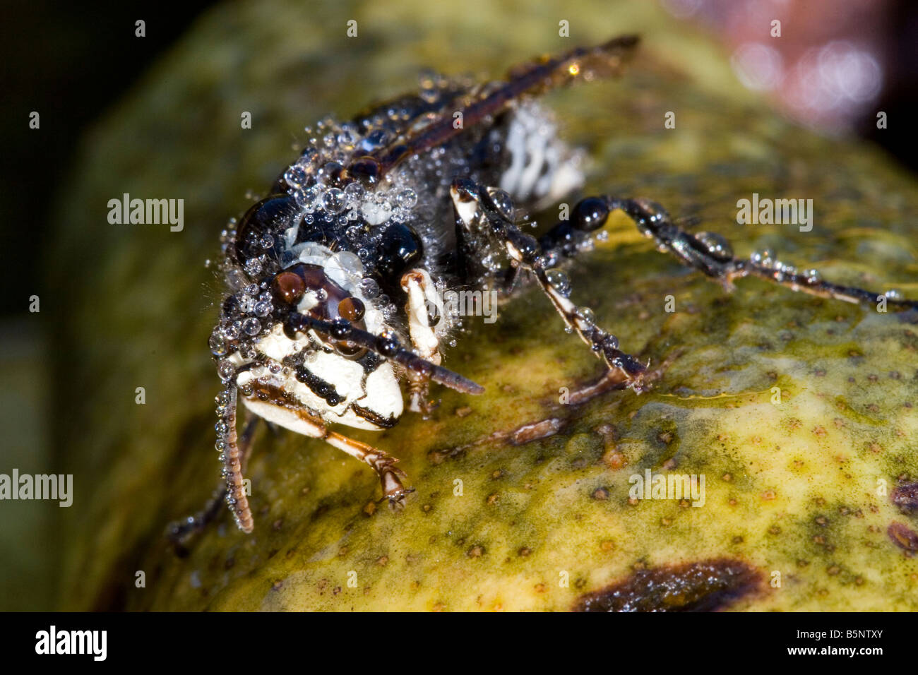 Unverfrorene Hornet ist mit Morgentau Tropfen abgedeckt Stockfoto
