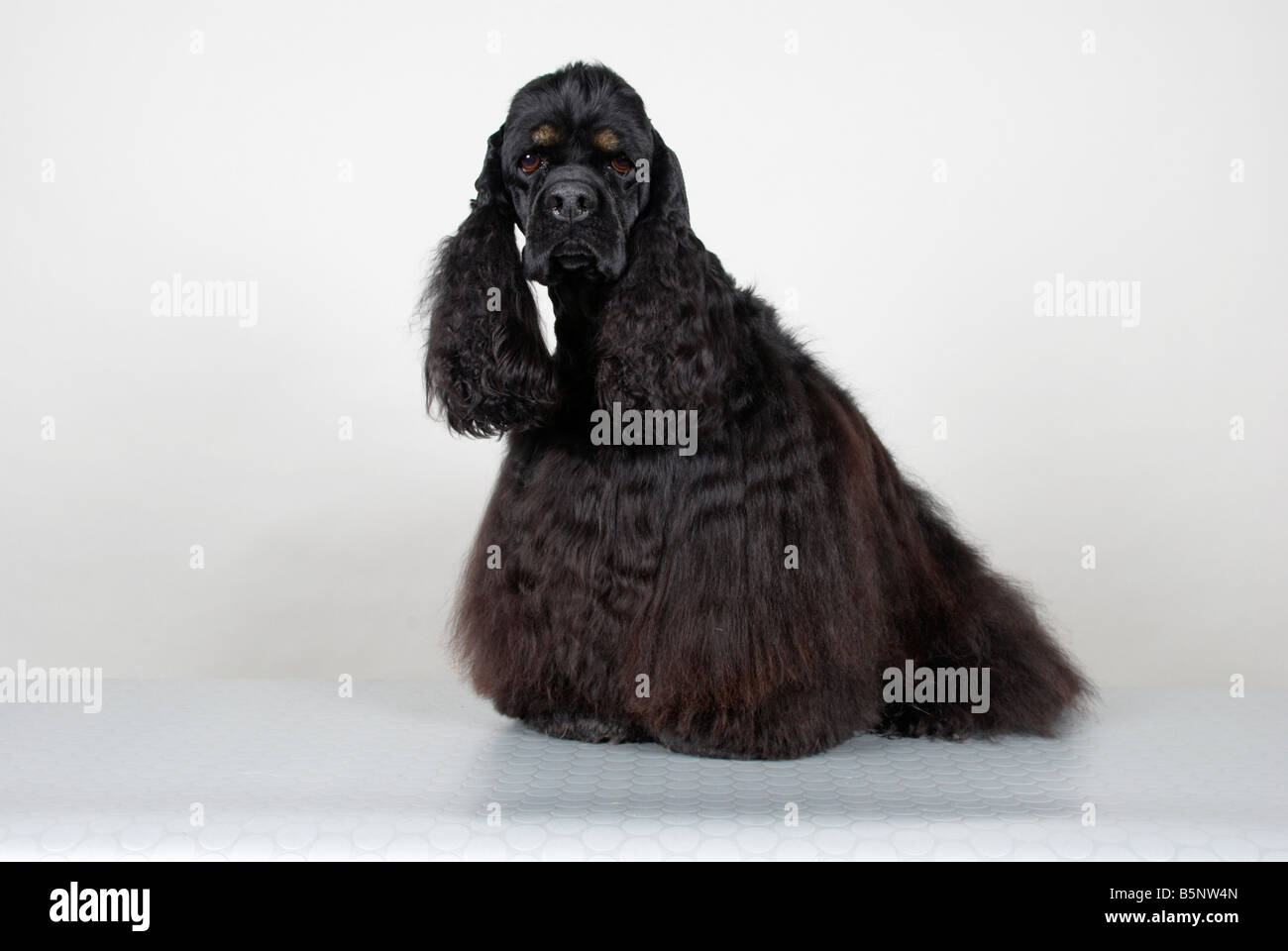 American Cocker Spaniel Stockfoto