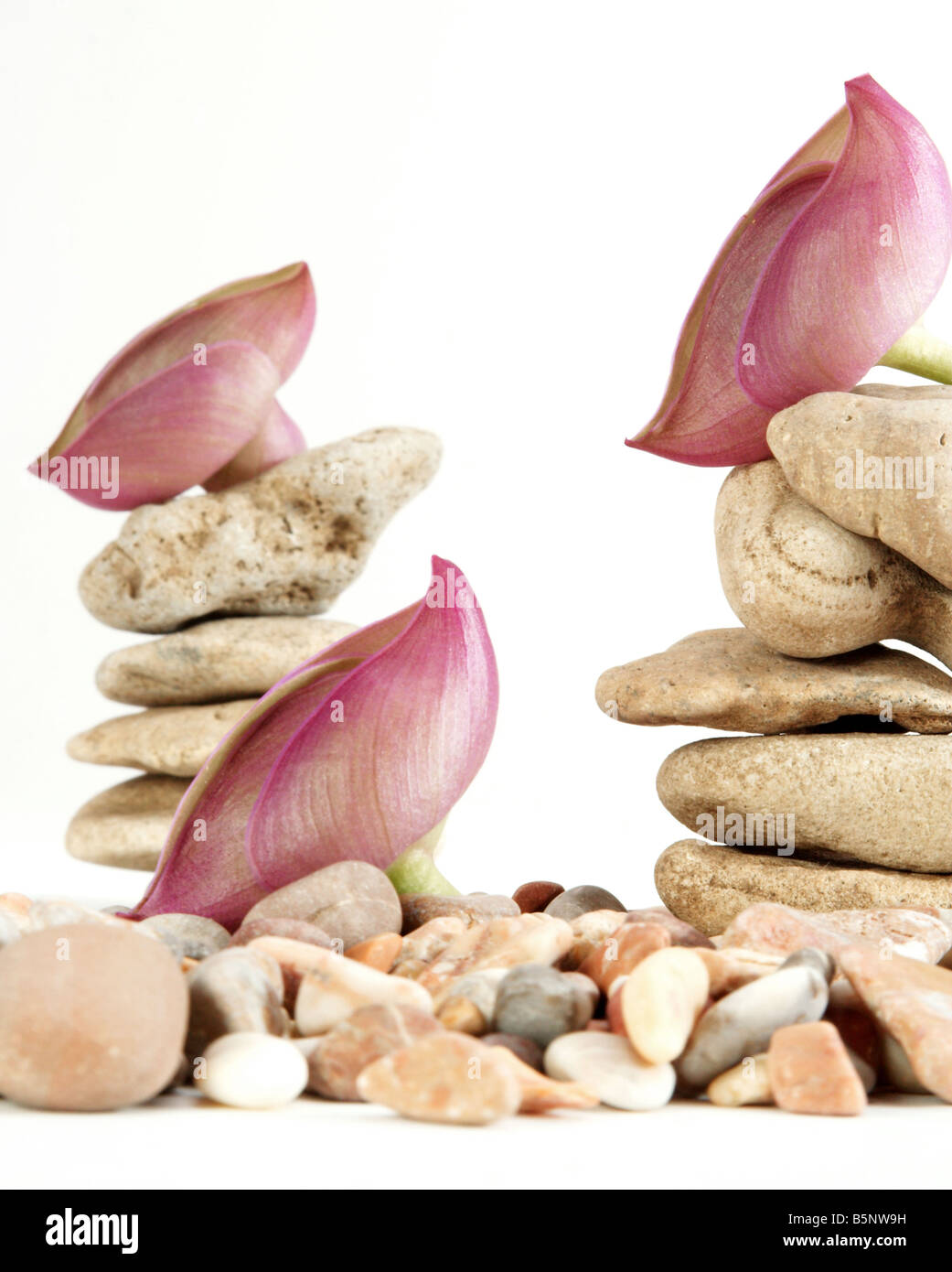 Wilde Steine dekorieren durch violette Farben Stockfoto
