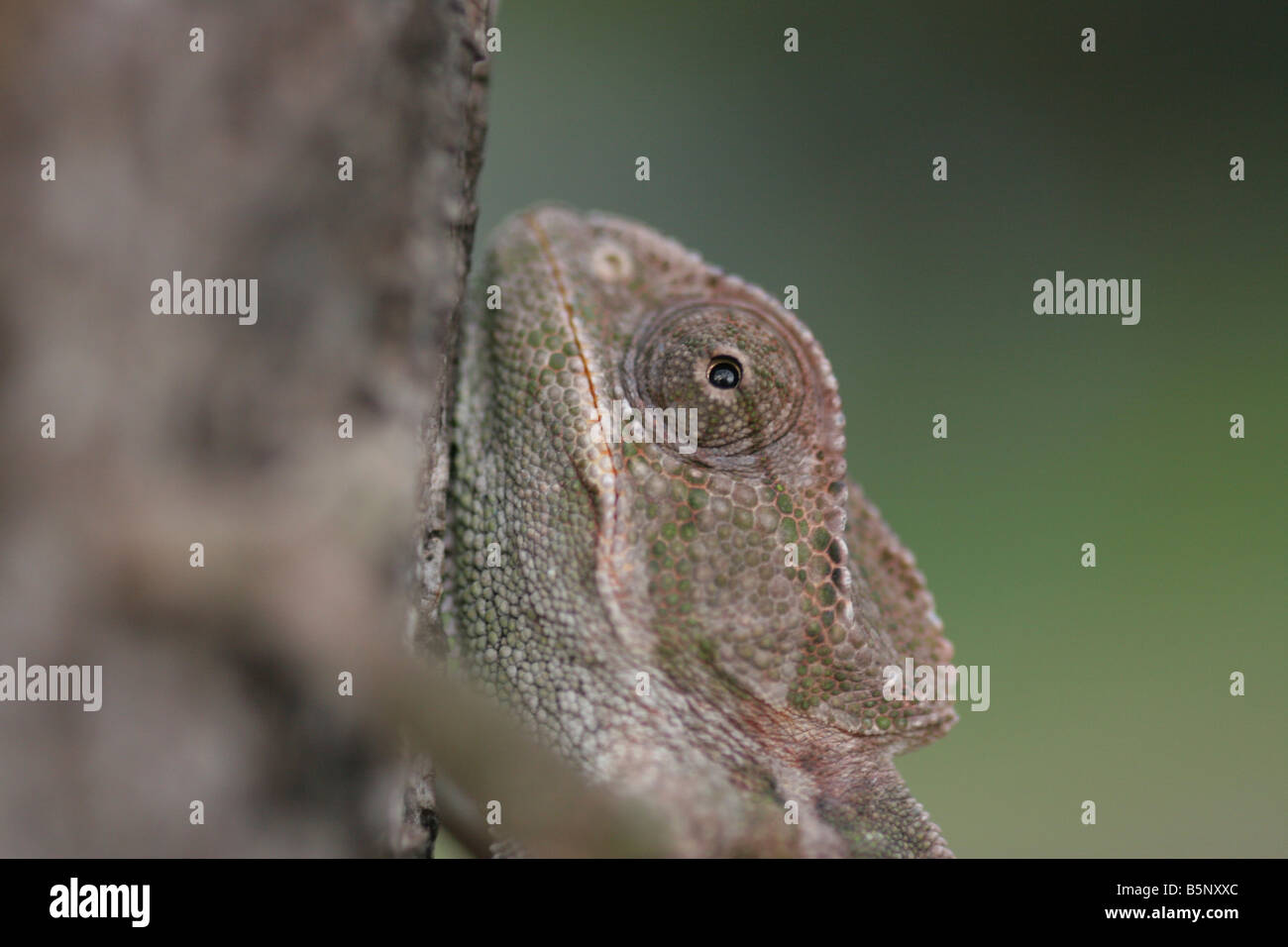 Nahaufnahme des Kopfes und der Augen von einem gemeinsamen Chamäleon Chamaeleo chamaeleon Stockfoto