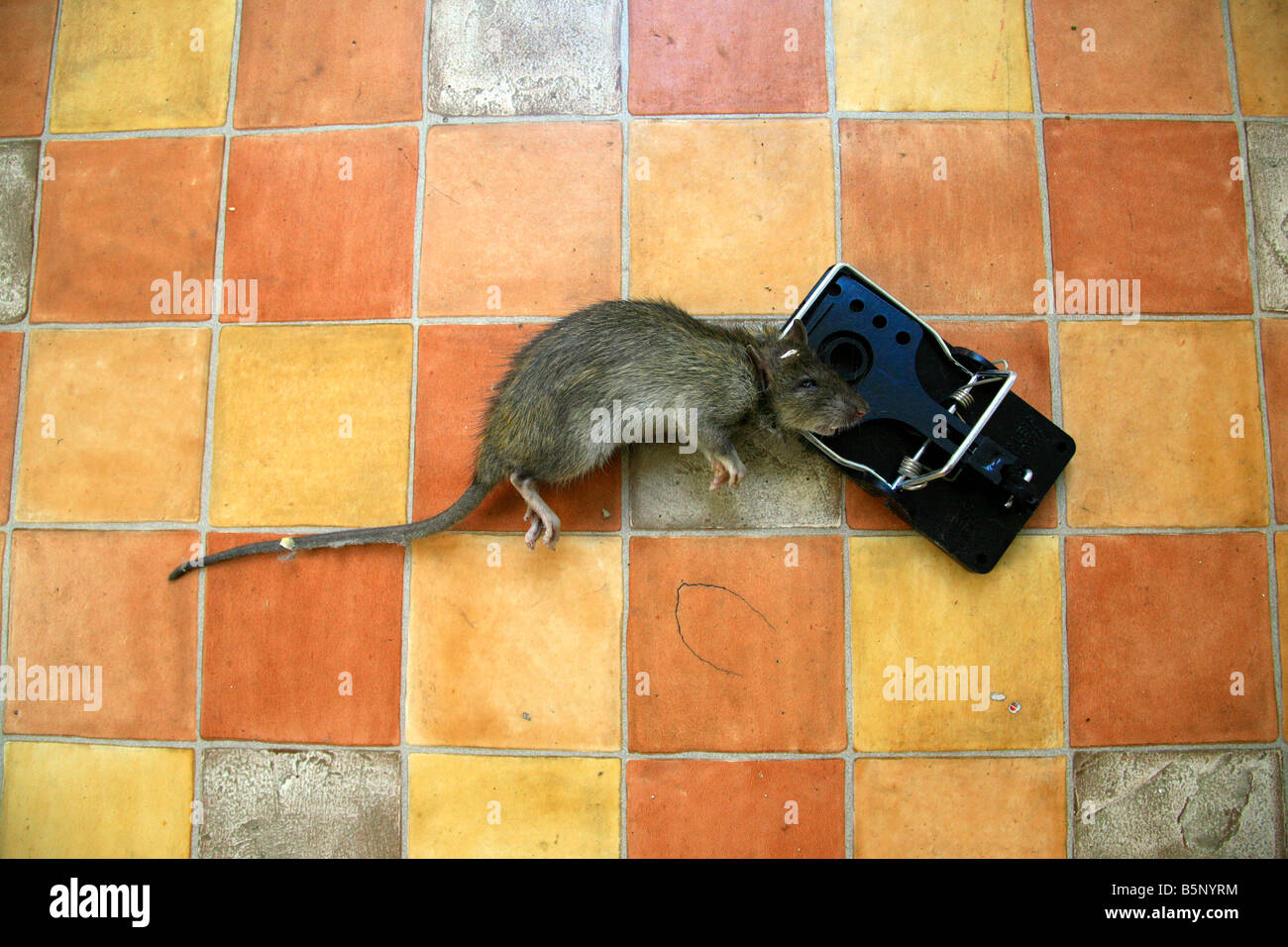 Rat Paws Stockfotos und bilder Kaufen Alamy
