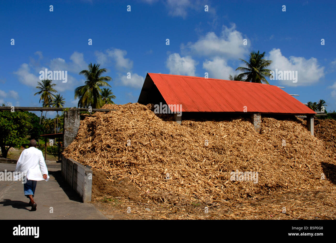 Zerkleinerte Zuckerrohr wird als Brennstoff für einen Teil der Destillation oder als Dünger, Grenada in "Westindien" wiederverwendet. Stockfoto