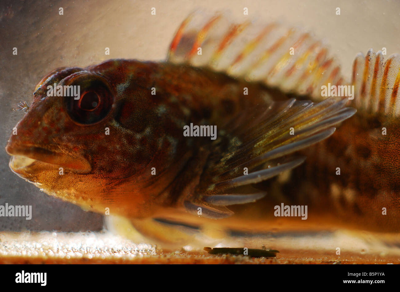 Shanny oder Blenny Rock Pool Fisch Cornwall, England Stockfoto