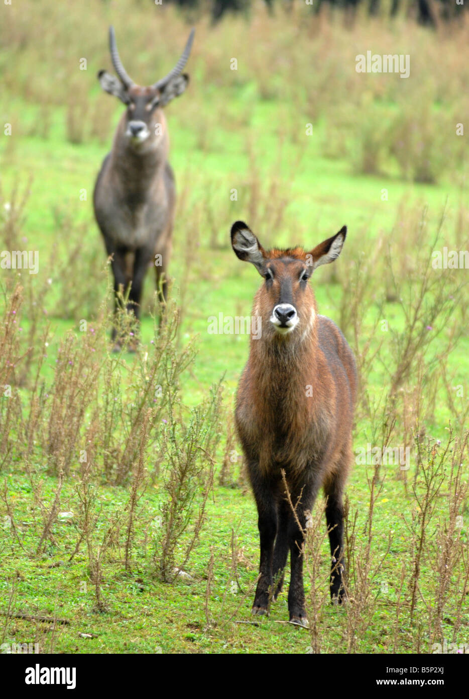 Wasserböcke Antilopen "Kobus Ellipsiprymnus Defassa", männlicher und weiblicher Wasserbock Antilope Stockfoto