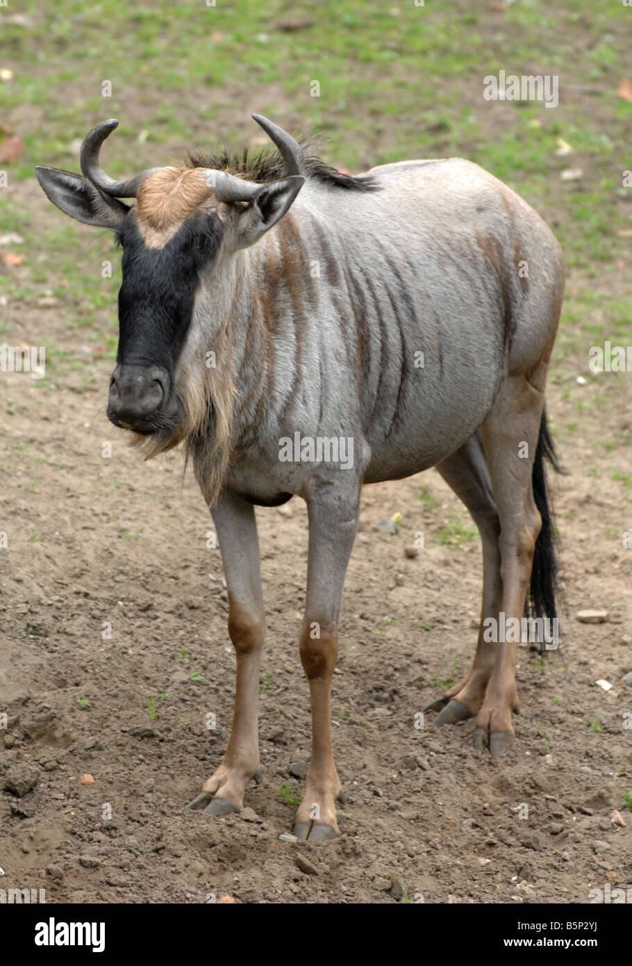 GNU oder Gnus Stockfoto