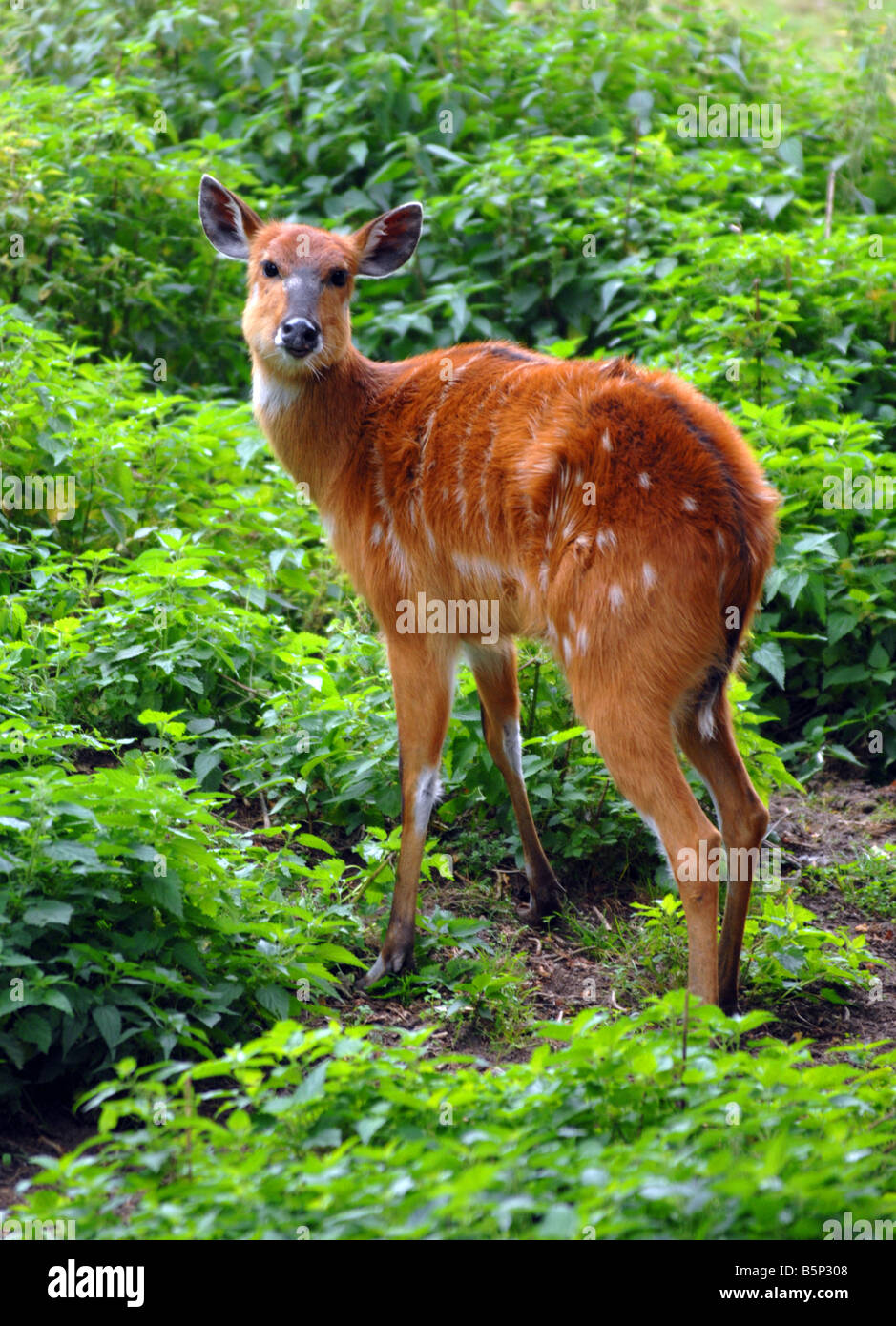 Sitatunga "Tragelaphus Spekii" Stockfoto