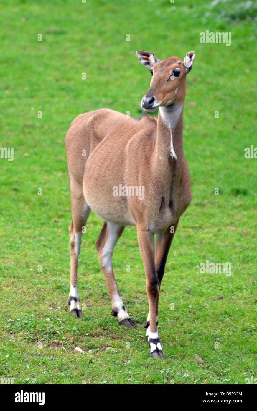 Weibliche "indische Antilope", Nilgai "Boselaphus Tragocamelus" Stockfoto