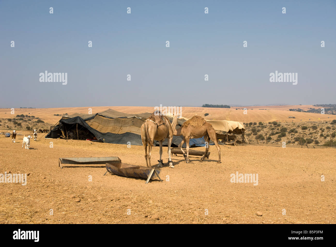 BEDUINEN ZELT FELDLAGER IN STEINWÜSTE LACHISH HILLS ISRAEL Stockfoto