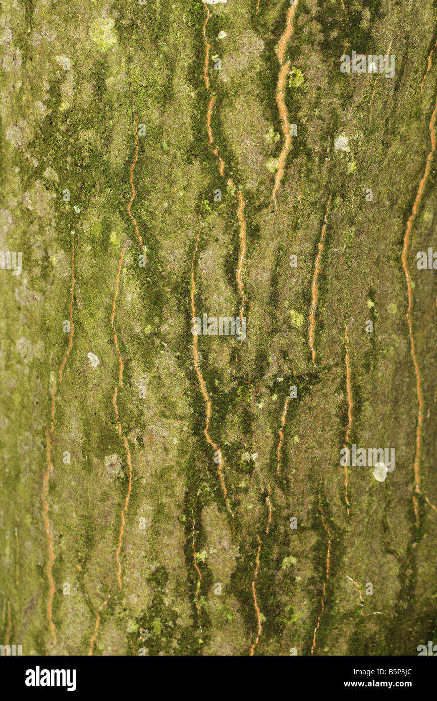 ACER PALMATUM ATROPURPUREUM NAHAUFNAHME VON RINDE AUF BAUM Stockfoto