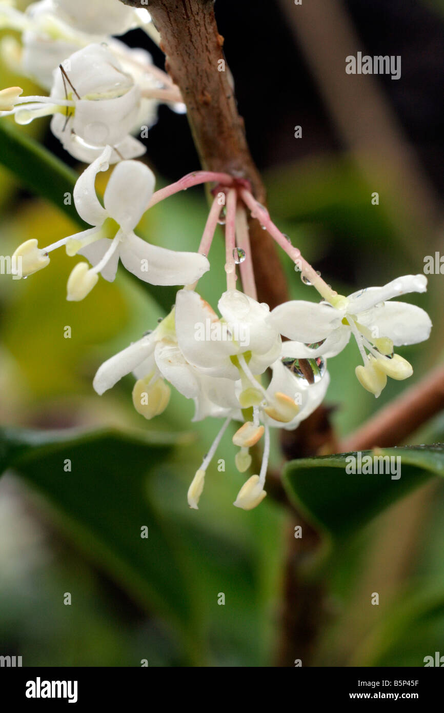 OSMANTHUS HETEROPHYLLUS PURPUREUS BLUME NAHAUFNAHME NOVEMBER Stockfoto