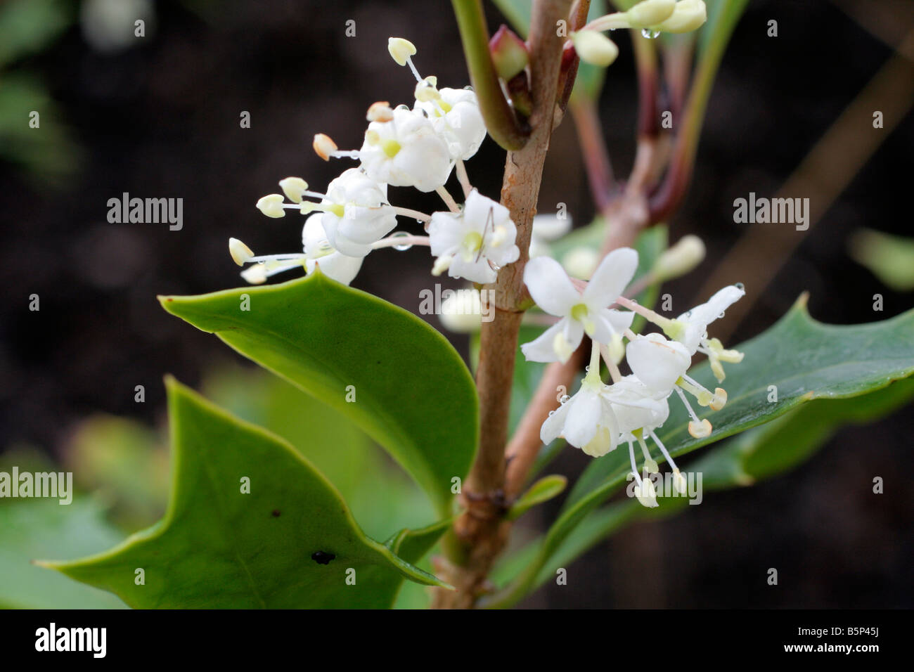 OSMANTHUS HETEROPHYLLUS PURPUREUS BLUME NAHAUFNAHME NOVEMBER Stockfoto