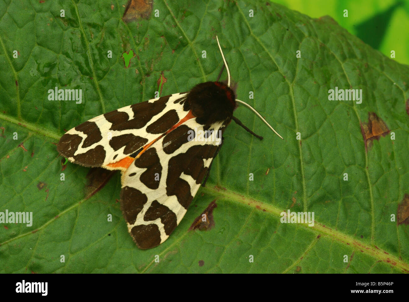 Garten Tiger Moth (Arctia Caja). Stockfoto