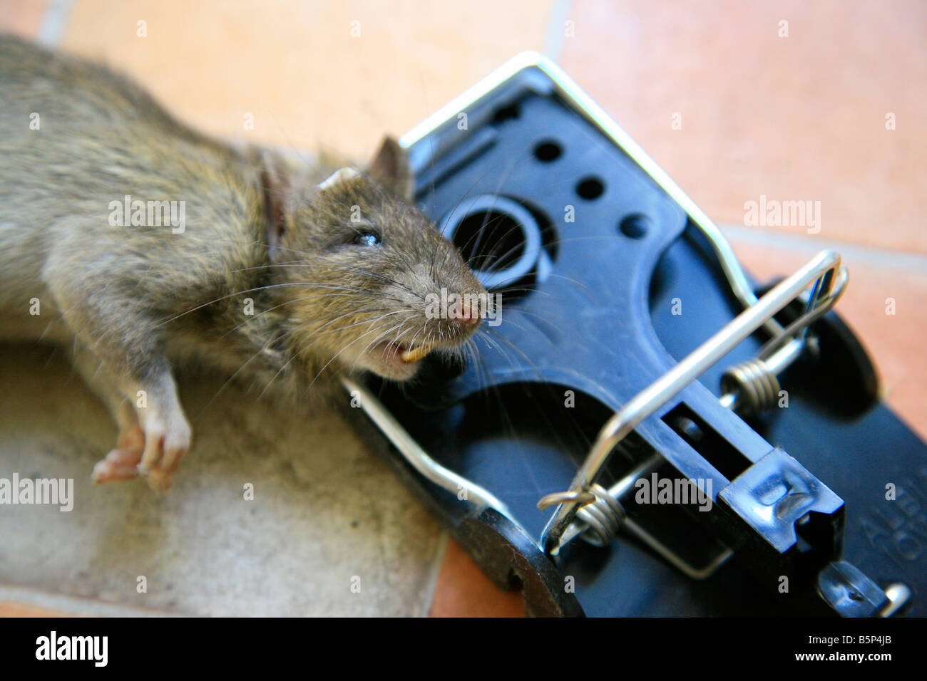 Tote Ratte in der Falle Stockfotografie Alamy