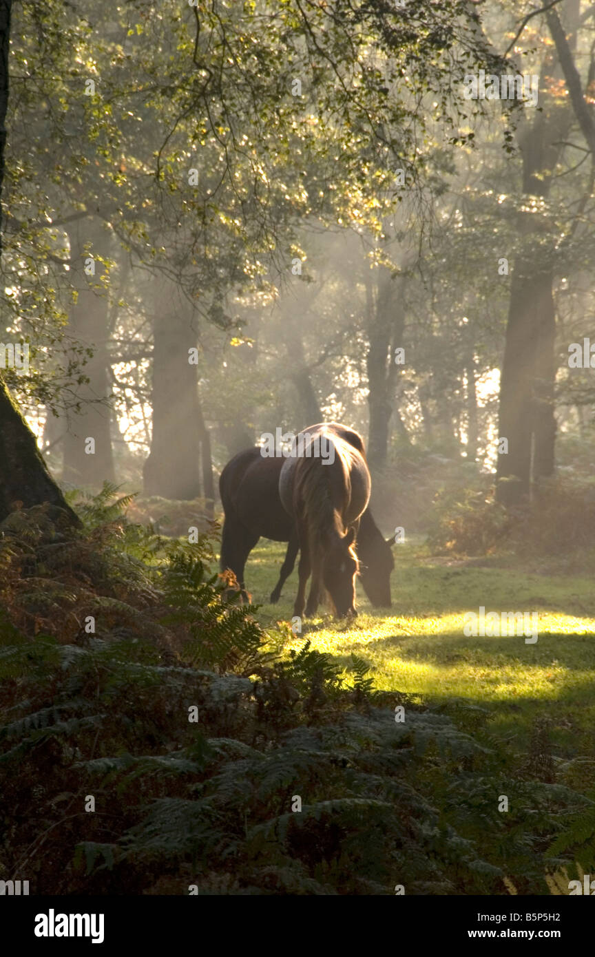Am frühen Morgen Licht Der neue Wald Hampshire England Großbritannien Stockfoto