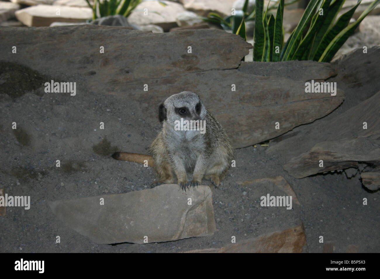 Ein Erdmännchen oder Suricate (Suricata Suricatta) ist ein kleines Säugetier und ein Mitglied der Mungo-Familie. Stockfoto