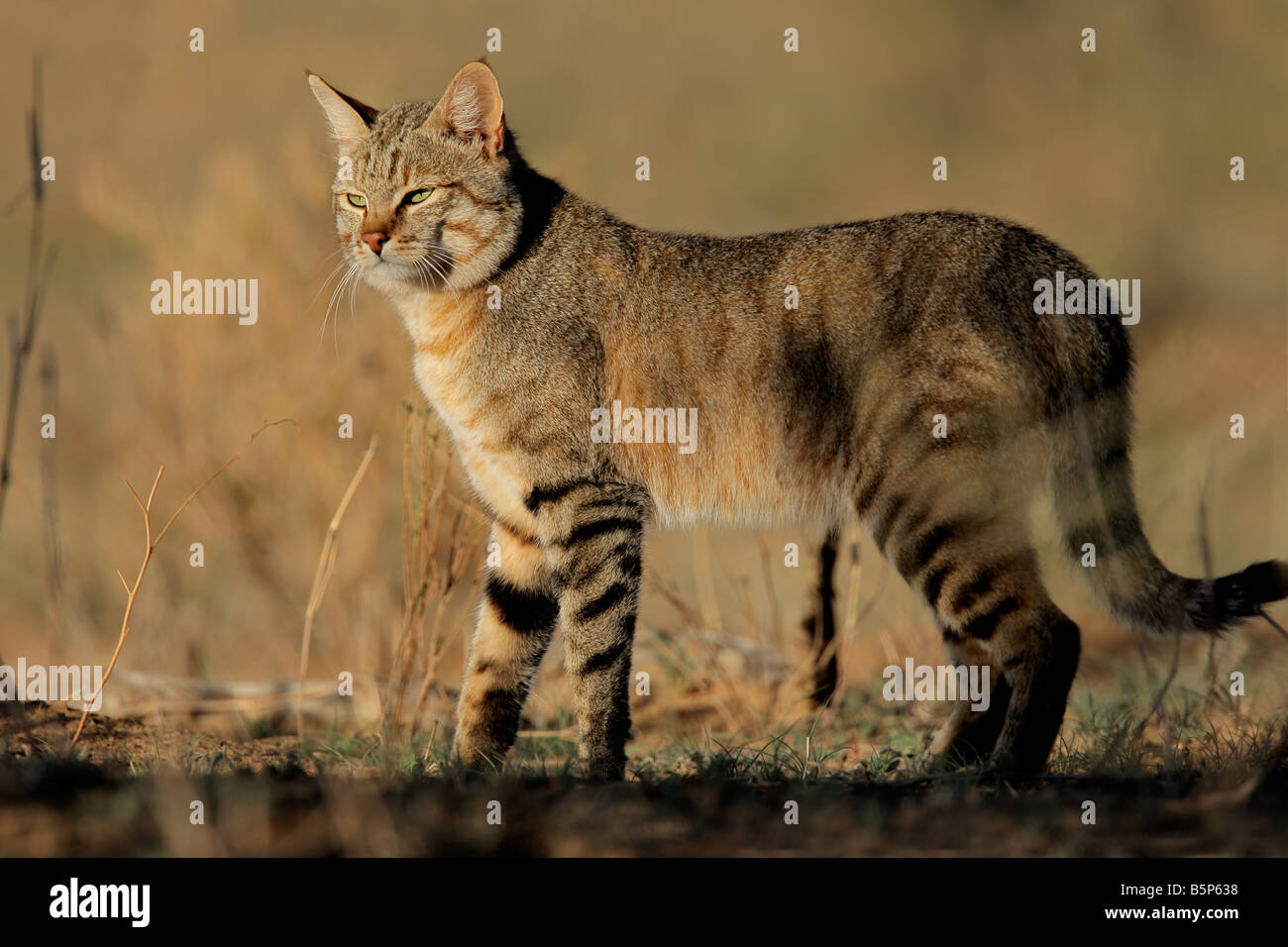 Eine afrikanische Wildkatze (Felis Silvestris Lybica), Kgalagadi Transfrontier Park, Südafrika Stockfoto