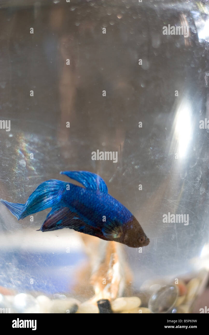Eine Makroaufnahme ein Haustier Betta Fisch Stockfoto