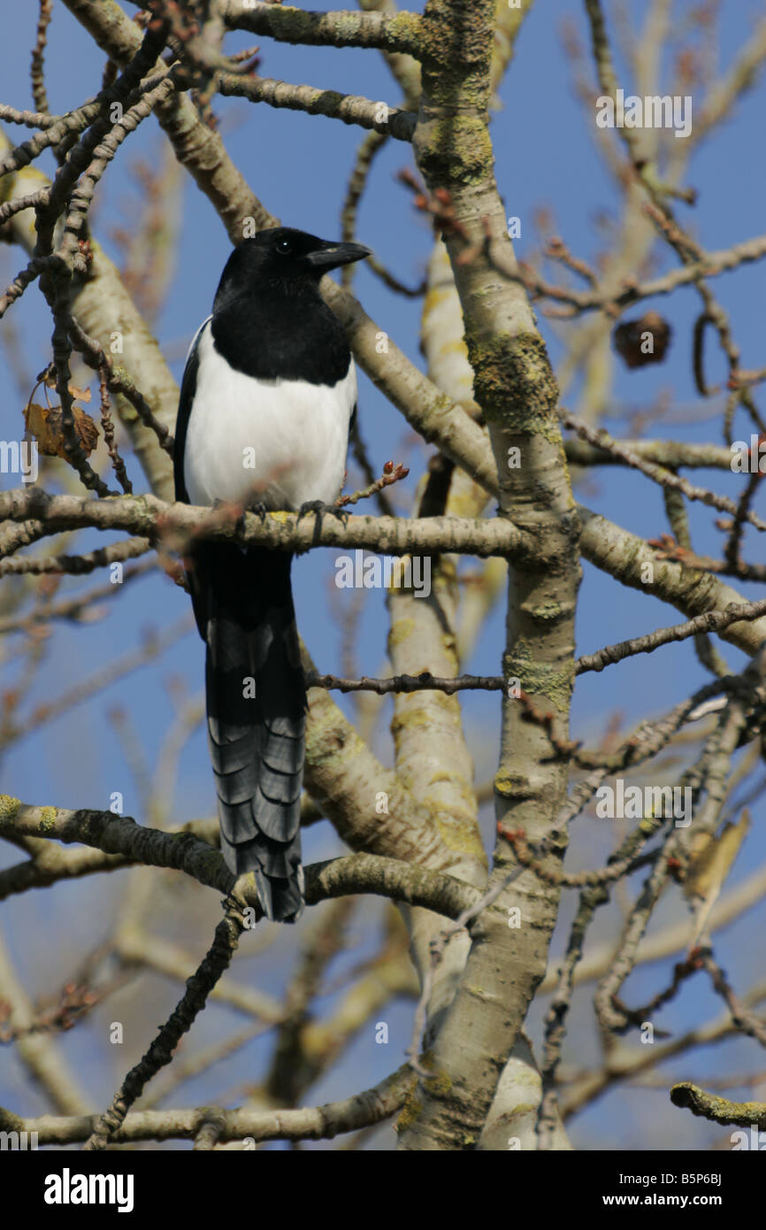 Elster Pica Pica in einem Baum Stockfoto