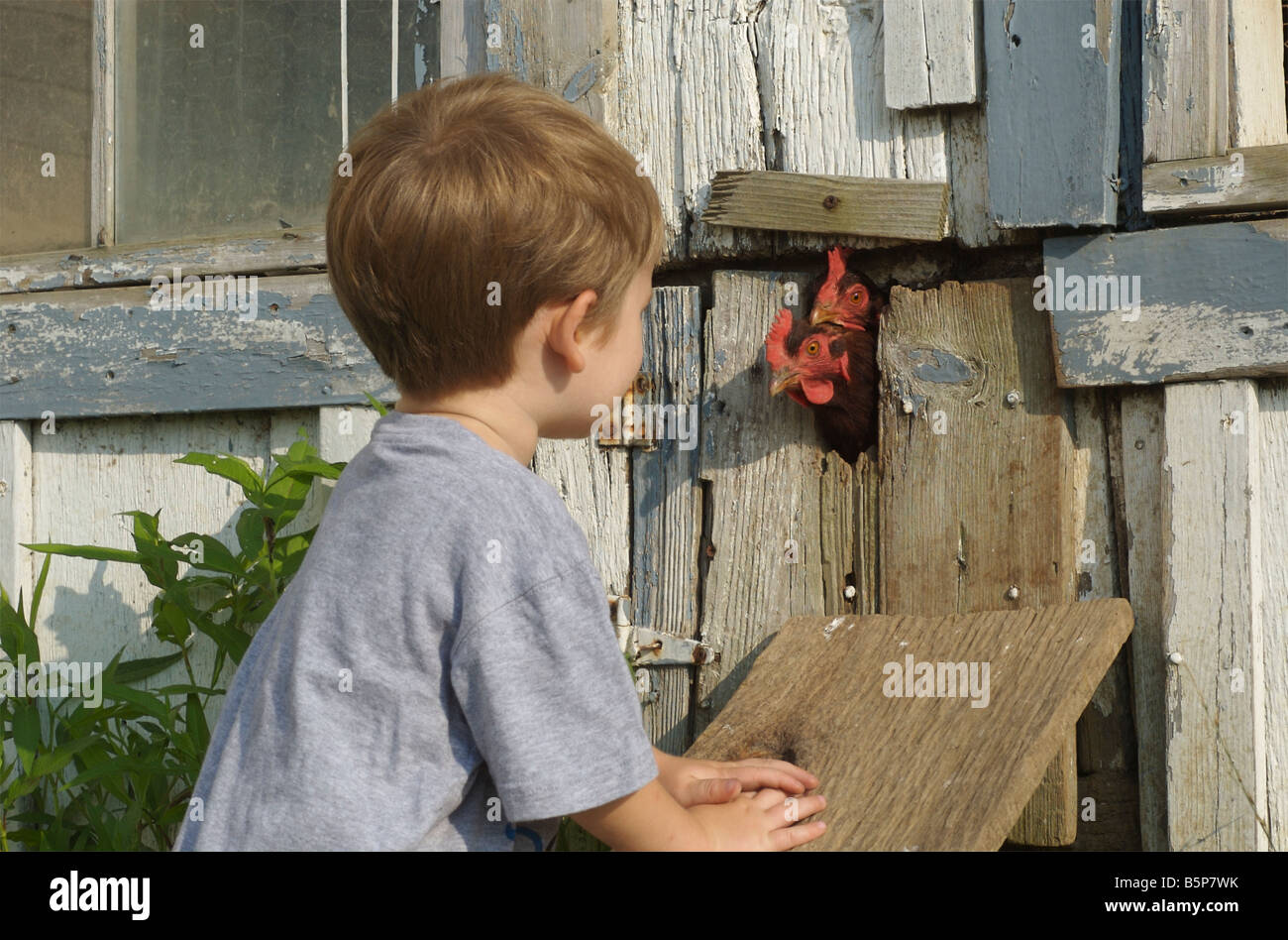 Zwei Jahre alte Junge schaut aus nächster Nähe zwei Rhode Island Red Hühner gerne kommen aus dem Hühnerstall Stockfoto