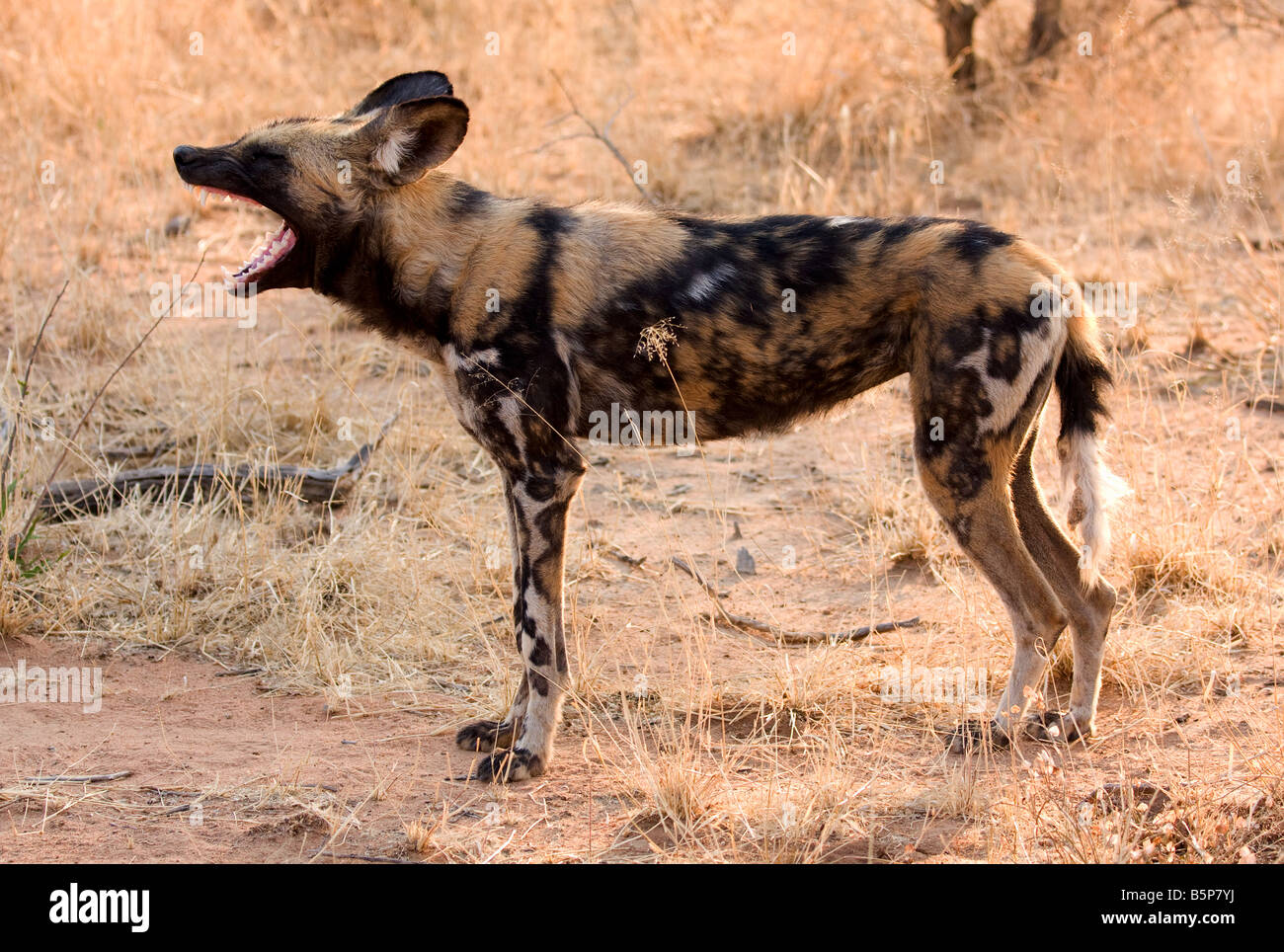 Wildhund, Etosha Nationalpark, Numibia, Afrika Stockfoto