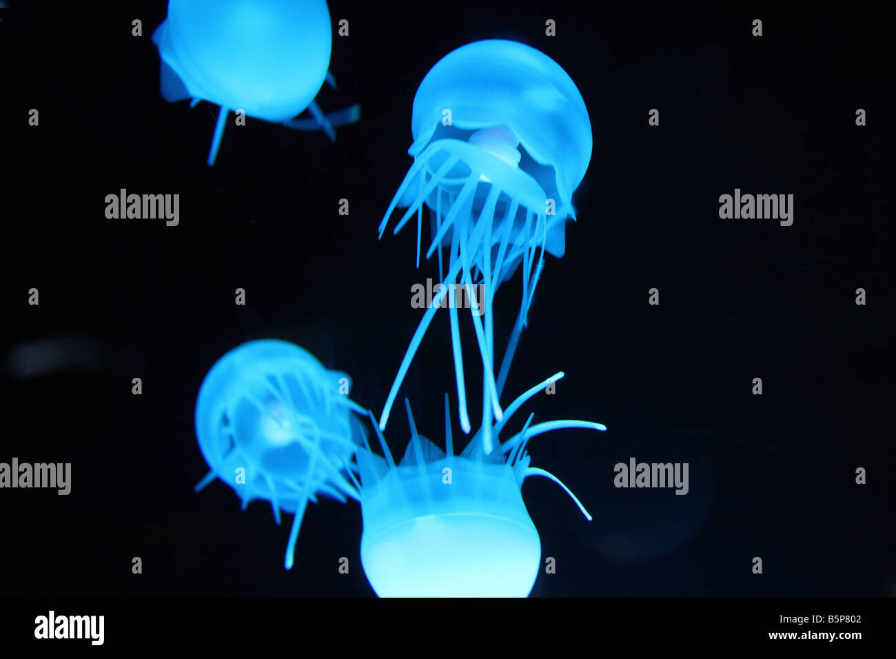 Quallen schweben (Phylum Cnidaria) und fluoreszieren unter UV-Licht unter Wasser. Stockfoto