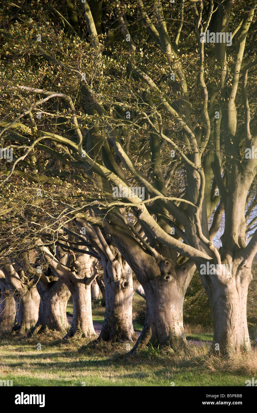 Allee der Buche Bäume am Meilenstein auf der Wimborne, Blandford Straße, Dorset, England, Vereinigtes Königreich Stockfoto