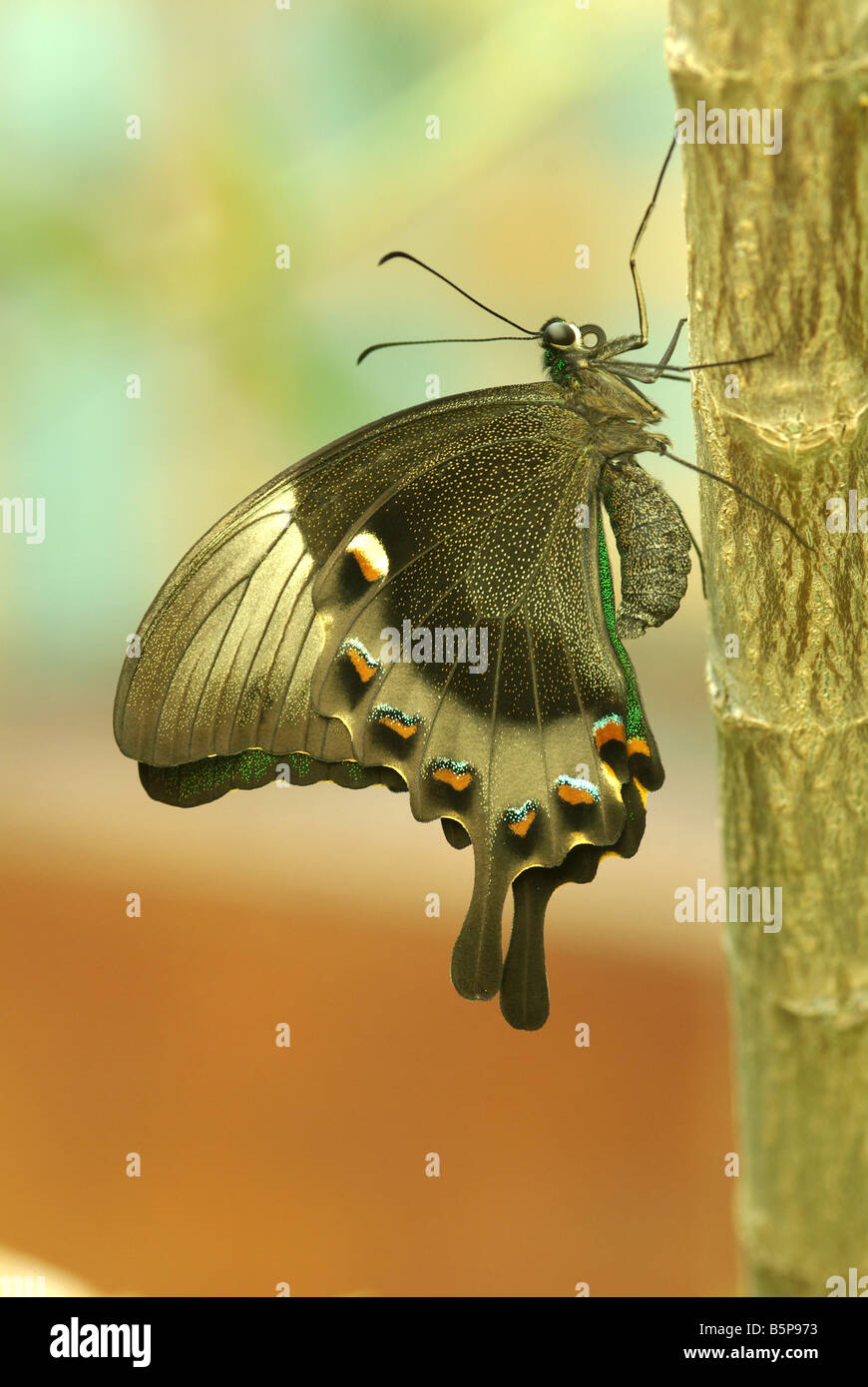 Papilio Palinurus, der grüne Schwalbenschwanz-Schmetterling. Stockfoto