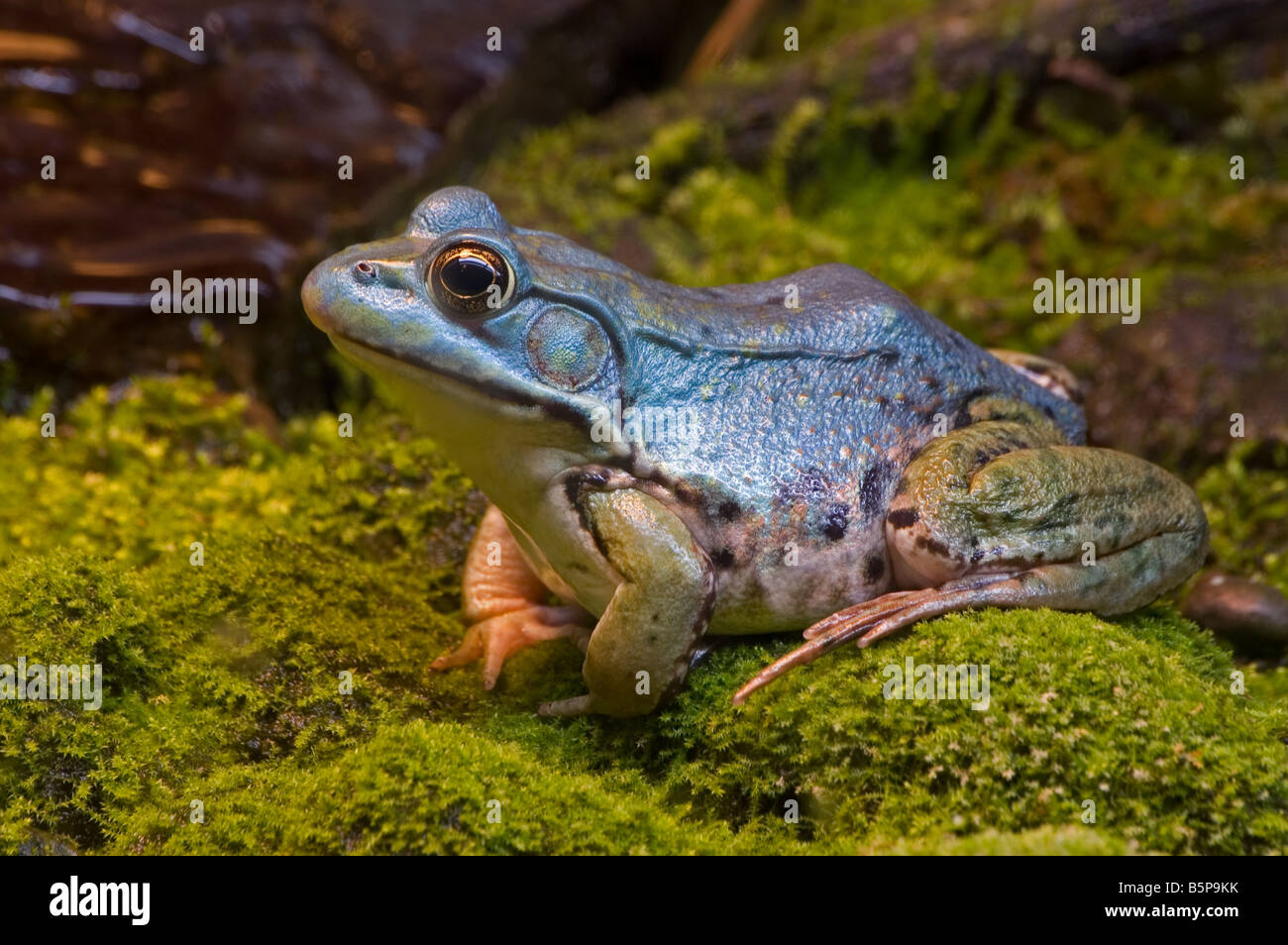 Ein Blick auf einen grünen Frosch Stockfoto
