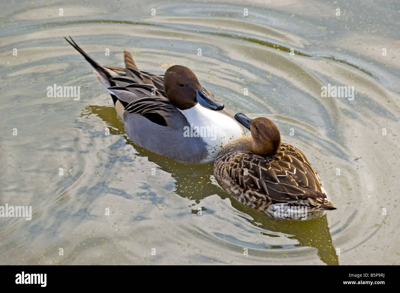 Männliche und weibliche Pintail Enten treffen Stockfoto