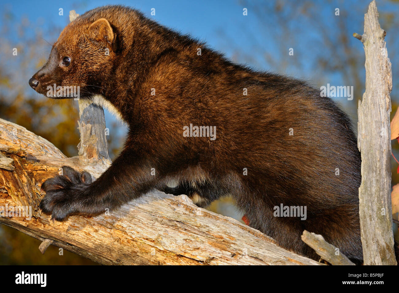 Fisher klettern einen toten Baum zeigt große Pfote mit fünf scharfe einziehbaren Krallen pekania pennanti Minnesota USA Stockfoto