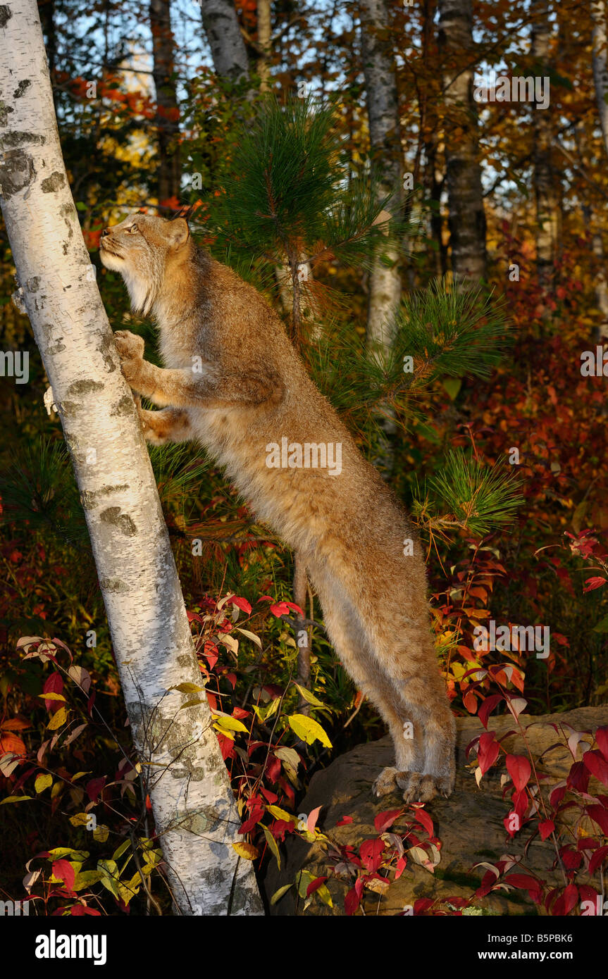 Kanadischer Luchs stehend auf Hinterfüße Nachschlagen einer Birke in einem Herbst Wald Stockfoto