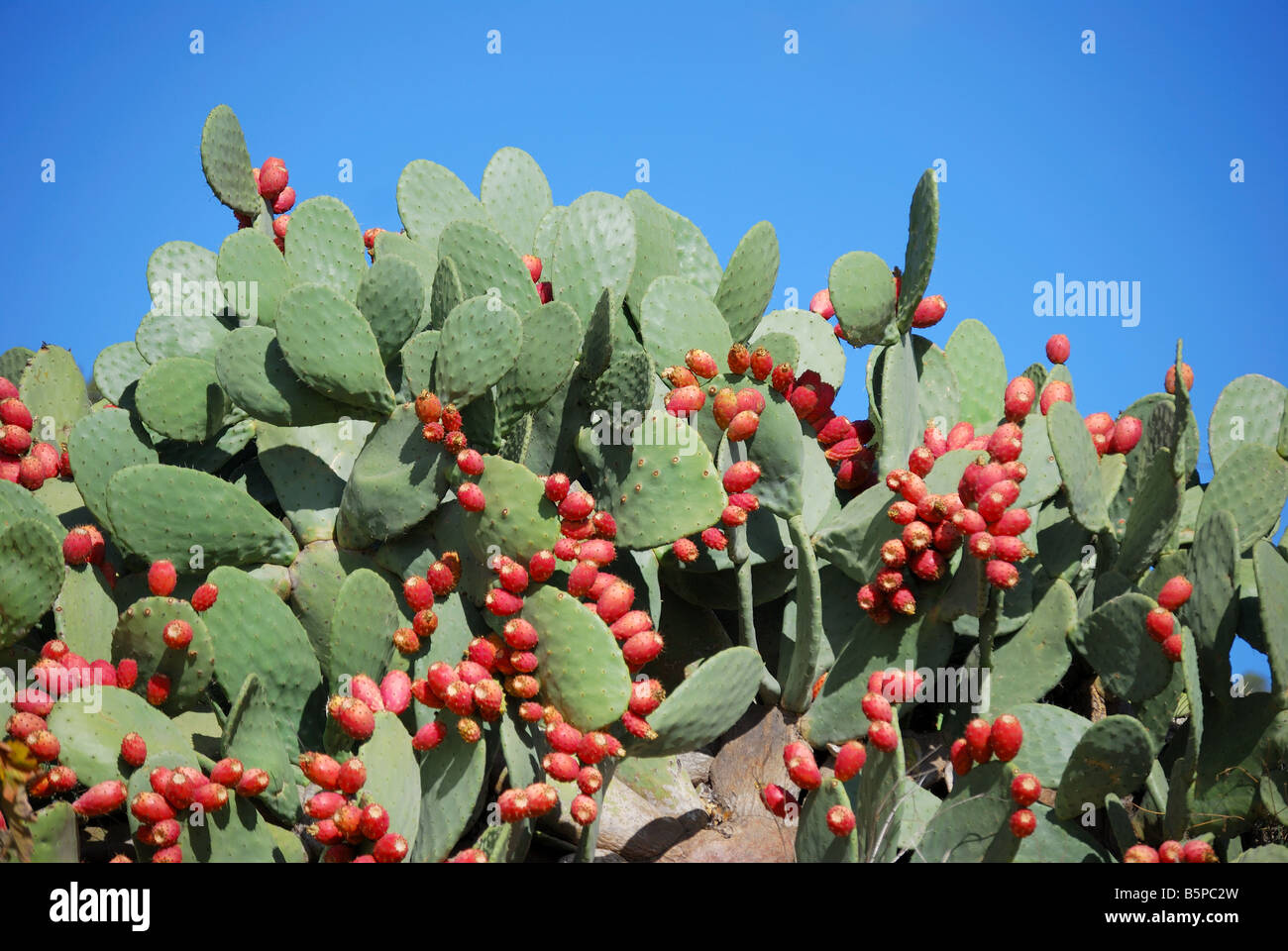 Feigenkakteen Pflanze, Vilaflor, Teneriffa, Kanarische Inseln, Spanien Stockfoto