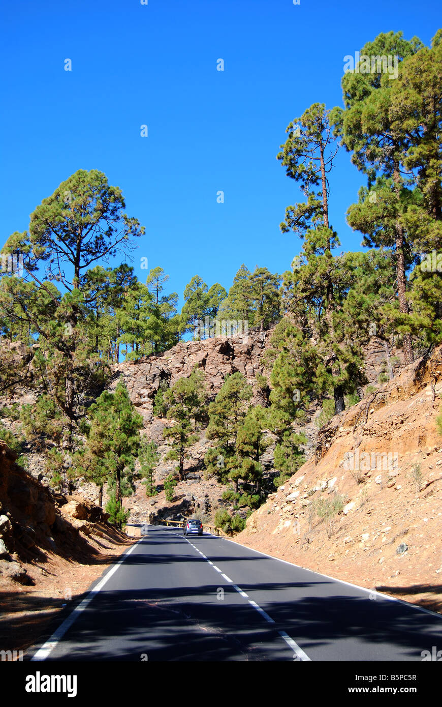 Bergstraße durch Kanarischen Kiefernwälder auf dem Weg nach Mt.Teide, Teneriffa, Kanarische Inseln, Spanien Stockfoto