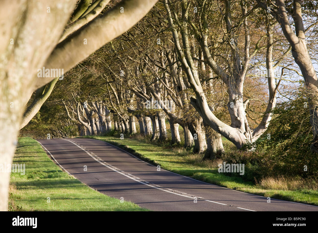 Allee der Buche Bäume am Meilenstein auf der Wimborne, Blandford Straße, Dorset, England, Vereinigtes Königreich Stockfoto