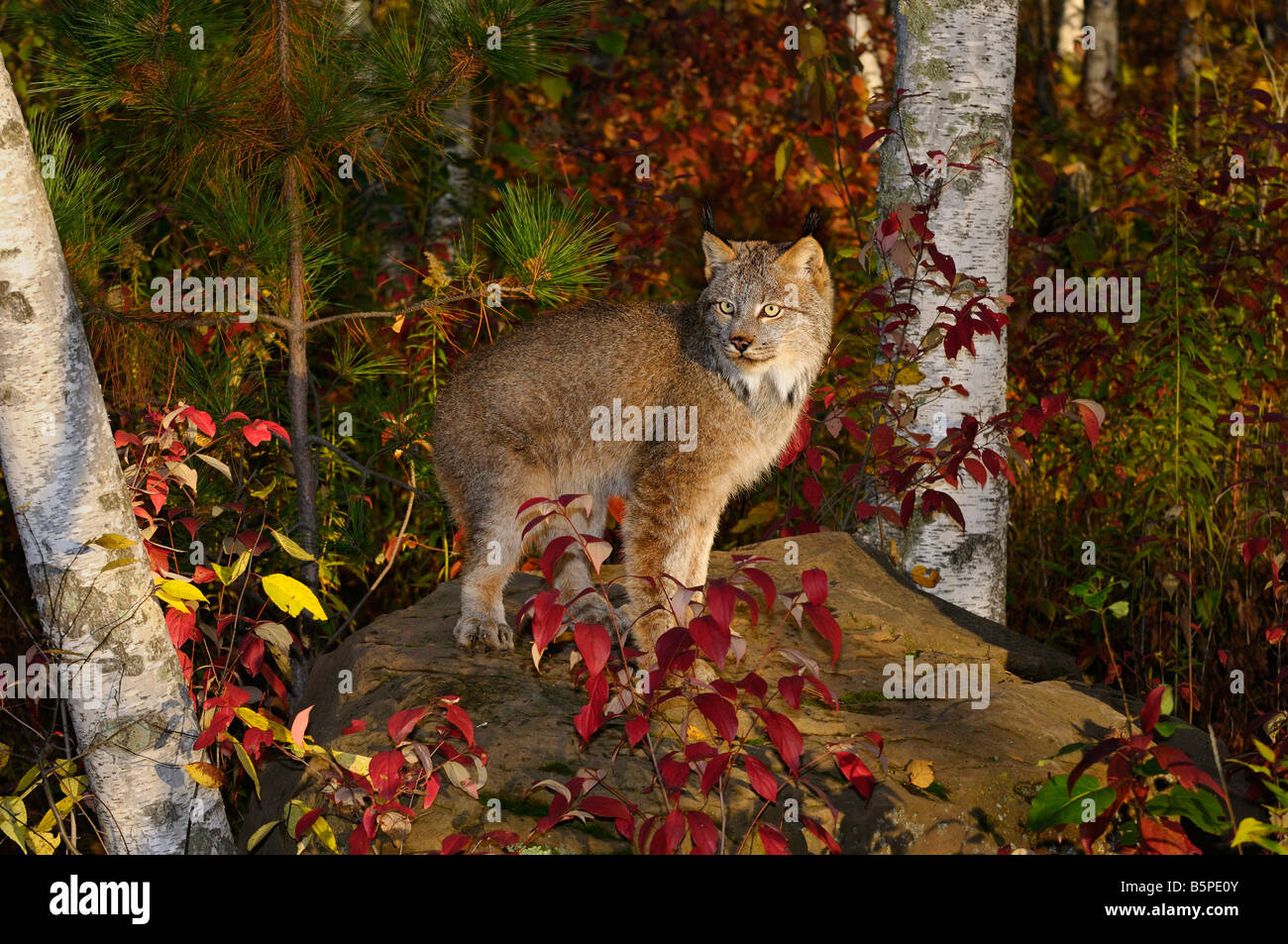 Kanadischer Luchs stehend auf einem Felsen in einem bunten Herbst-Wald bei Sonnenaufgang Stockfoto