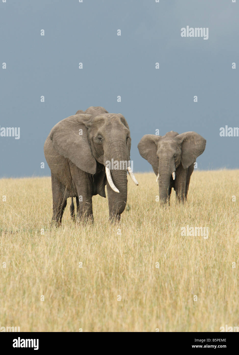 Elefant und Kalb auf Masai Mara Kenia Stockfoto