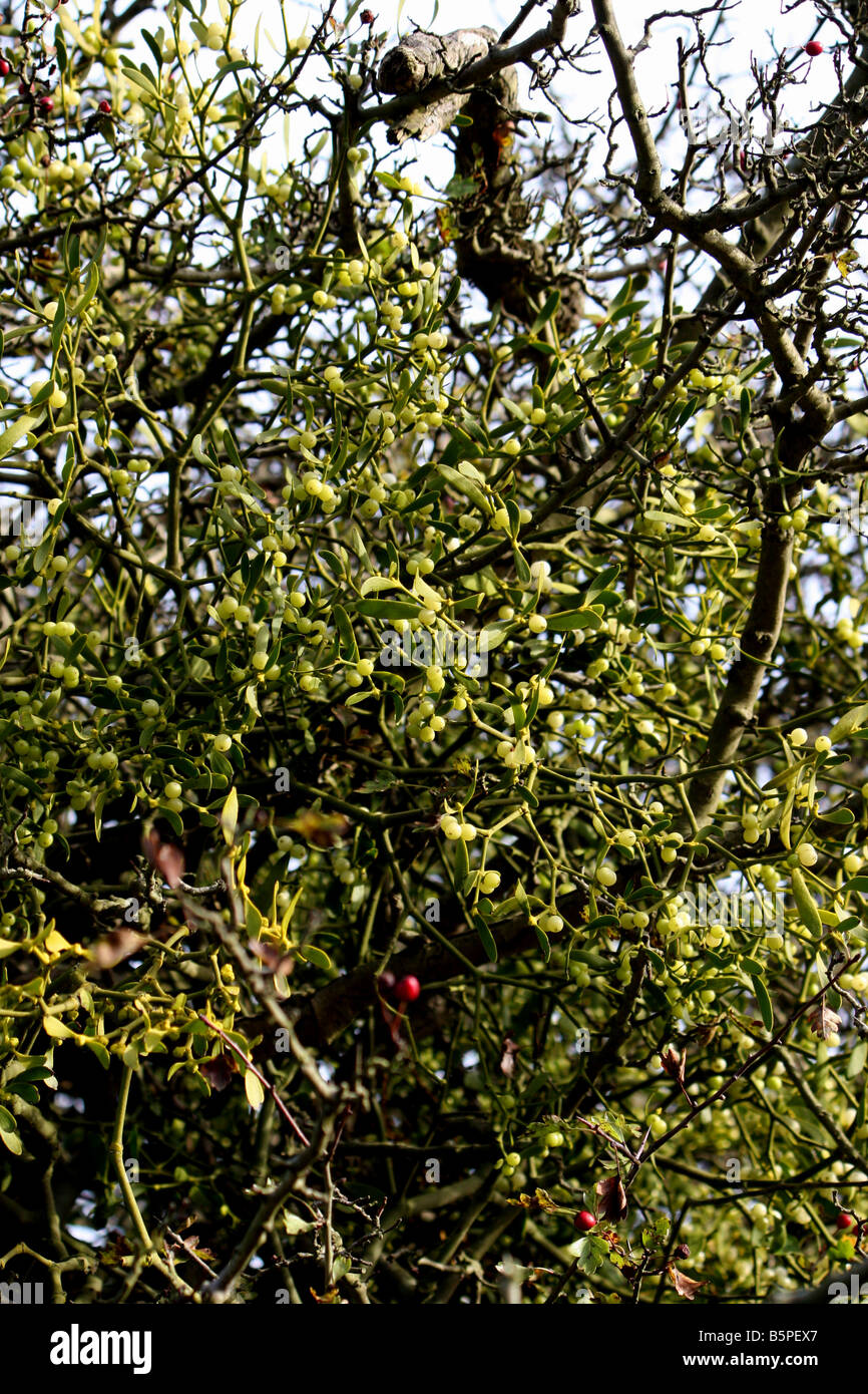 EUROPÄISCHEN GEMEINSAMEN MISTEL. VISCUM ALBUM. WACHSEN IN EINEM WIRTSBAUM. Stockfoto