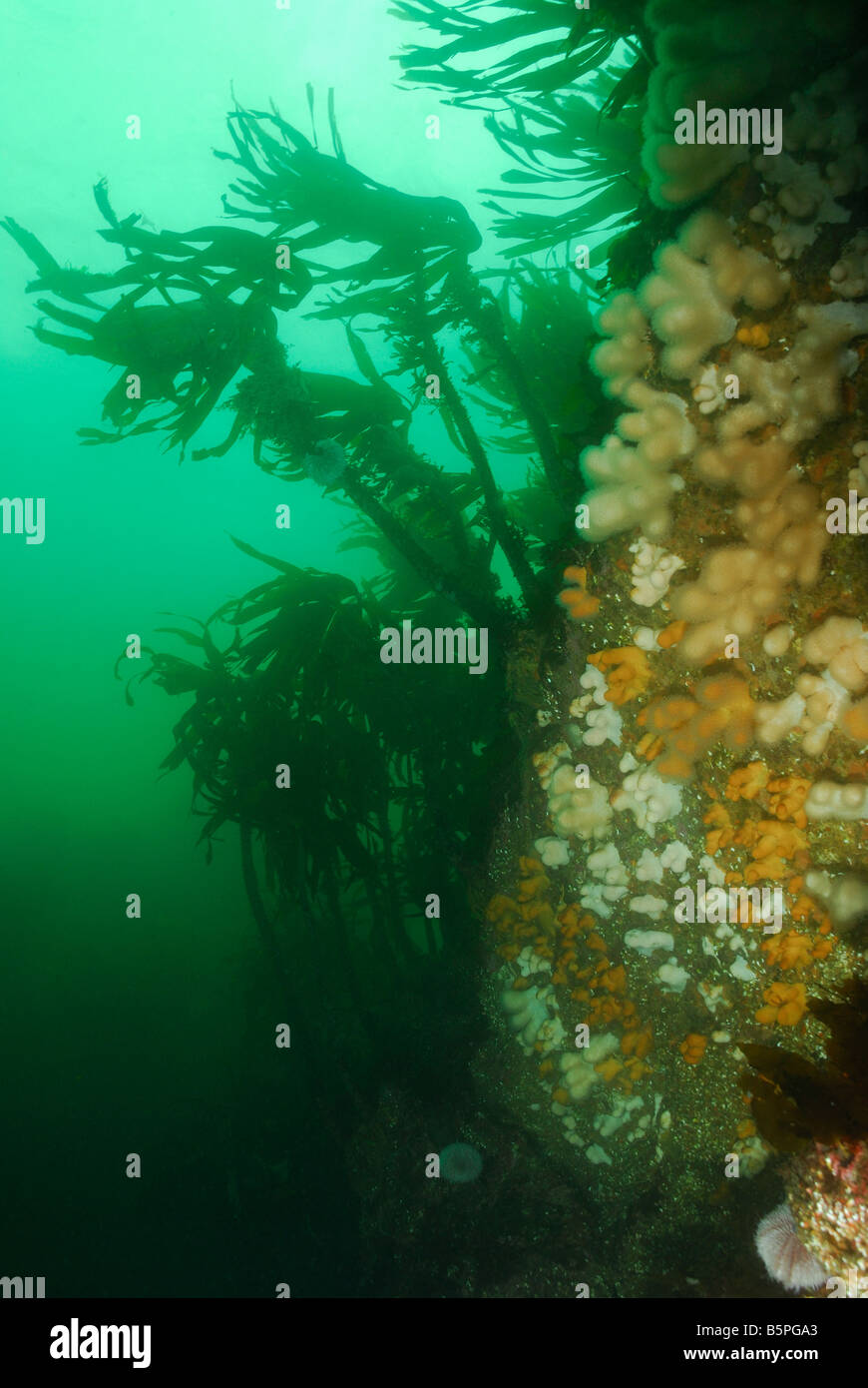 Kelp (Laminaria digitata), weiche Korallen und Seeigel, Eyemouth, Schottland. Stockfoto